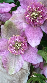 fe86373d-20170304 RI Kukurjek 1.jpg